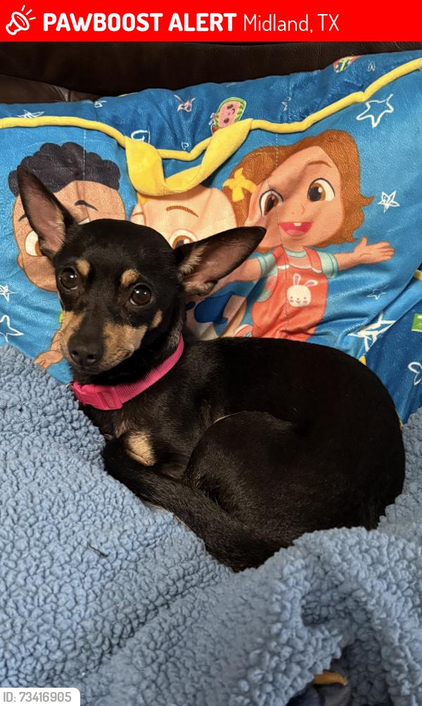Lost Female Dog last seen Off of 715 or around Midland County DS’s Office, Midland, TX 79706