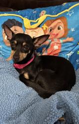 Lost Female Dog last seen Off of 715 or around Midland County DS’s Office, Midland, TX 79706