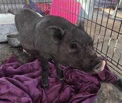 Shelter Stray Male Livestock last seen Near BLOCK IVANHOE ST, 4710 TX-151, San Antonio, TX 78227, USA