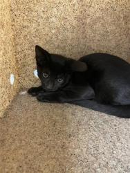 Shelter Stray Female Cat last seen Near BLOCK TERRY LN, HEMET, CA, 581 S Grand Ave, San Jacinto, CA 92582, USA