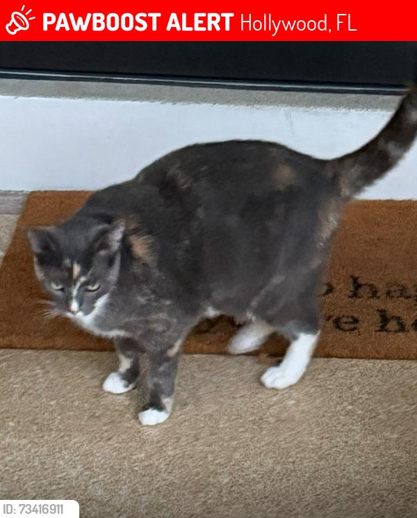 Lost Female Cat last seen Close to home, Hollywood, FL 33020
