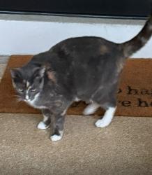 Lost Female Cat last seen Close to home, Hollywood, FL 33020