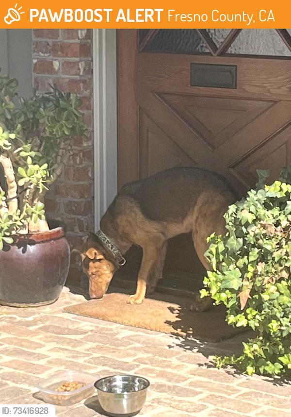 Found/Stray Female Dog last seen Fruit and scott, Fresno County, CA 93711