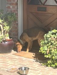 Found/Stray Female Dog last seen Fruit and scott, Fresno County, CA 93711
