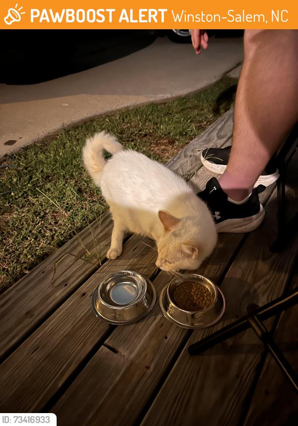 Found/Stray Unknown Cat last seen Lomond street and Lemly, Winston-Salem, NC 27127