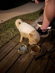 Found/Stray Unknown Cat last seen Lomond street and Lemly, Winston-Salem, NC 27127