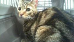 Shelter Stray Male Cat last seen CHARLOTTE, 8315 Byrum Dr, Charlotte, NC 28217, USA