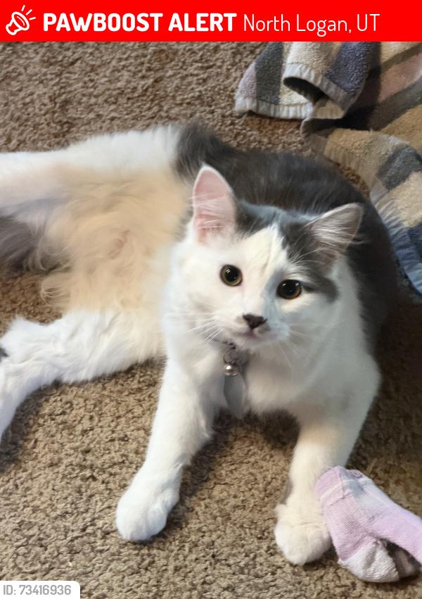 Lost Male Cat last seen Old school north logan, North Logan, UT 84341