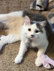 Lost Male Cat last seen Old school north logan, North Logan, UT 84341
