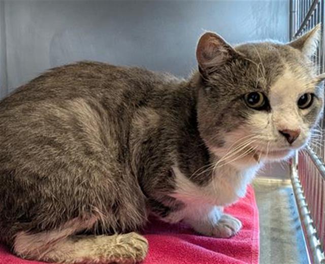 Shelter Stray Male Cat last seen , 600 Aviation Dr, Camarillo, CA 93010, USA