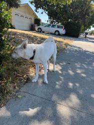 Reunited Male Dog last seen Donohue Dr. and Lowney Way, San Jose, CA 95131