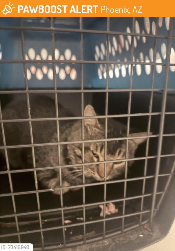 Found/Stray Male Cat last seen Near, Phoenix, AZ 85027