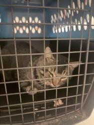 Found/Stray Male Cat last seen Near, Phoenix, AZ 85027