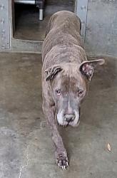 Shelter Stray Male Dog last seen , 1850 W 60th St, Los Angeles, CA 90047, USA