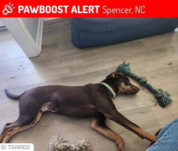 Lost Male Dog last seen 6th and s.spencer st. Spencer, Spencer, NC 28159