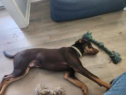 Lost Male Dog last seen 6th and s.spencer st. Spencer, Spencer, NC 28159