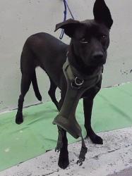 Found/Stray Male Dog last seen Near Block Pugh Dr, Galena Park, TX 77547