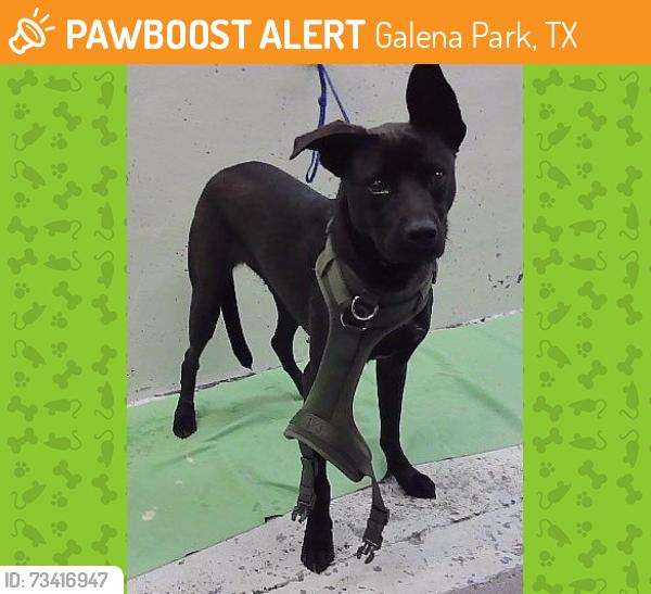 Found/Stray Male Dog last seen Near Block Pugh Dr, Galena Park, TX 77547