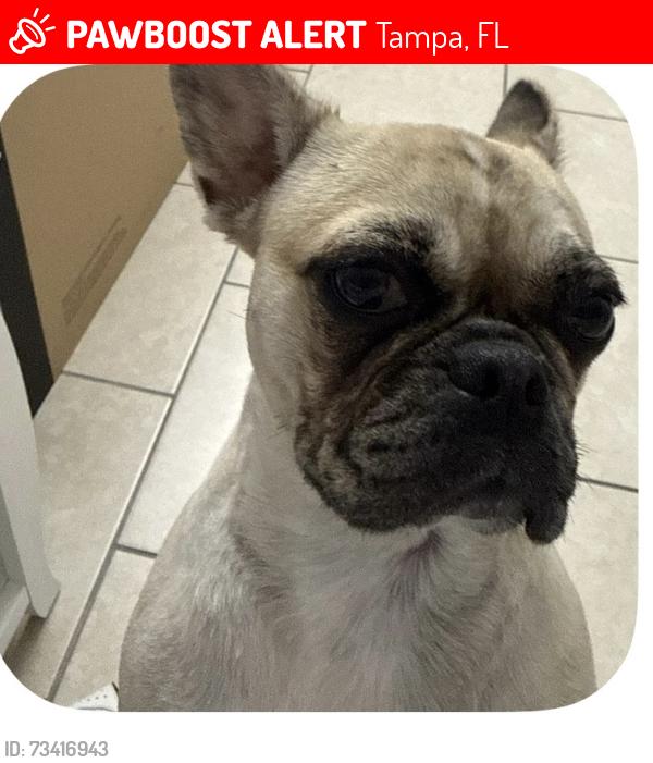 Lost Female Dog last seen 56th sligh, Tampa, FL 33617