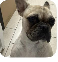Lost Female Dog last seen 56th sligh, Tampa, FL 33617