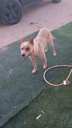 Lost Male Dog last seen Savaje rd marana Arizona, Avra Valley, AZ 85653