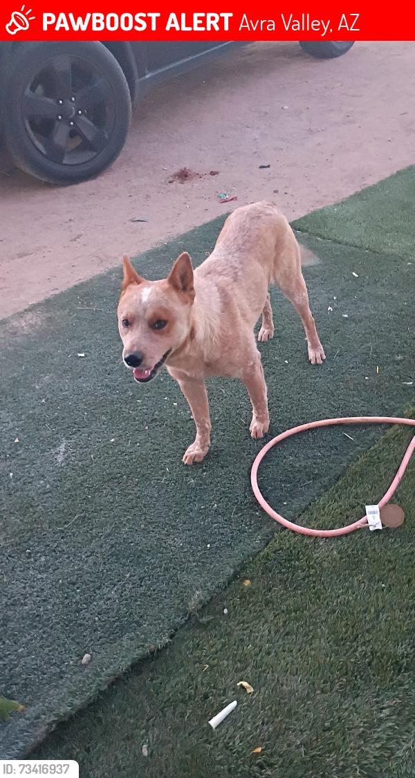 Lost Male Dog last seen Savaje rd marana Arizona, Avra Valley, AZ 85653