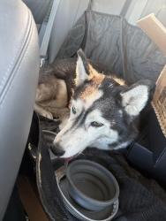 Reunited Unknown Dog last seen San antonio, San Jose, CA 95116