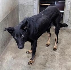 Shelter Stray Female Dog last seen , 1850 W 60th St, Los Angeles, CA 90047, USA