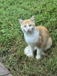 Found/Stray Unknown Cat last seen Christopher Newport University, Newport News, VA 23606