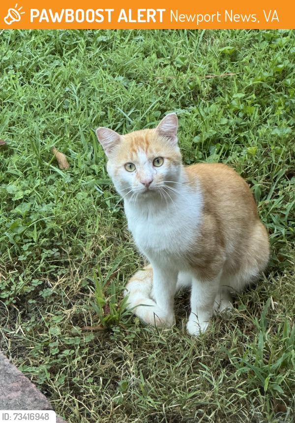 Found/Stray Unknown Cat last seen Christopher Newport University, Newport News, VA 23606