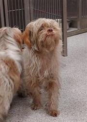 Shelter Stray Female Dog last seen IRON ROCK WY / UNION PARK WY, 9150 Union Park Way, Elk Grove, CA 95624, USA