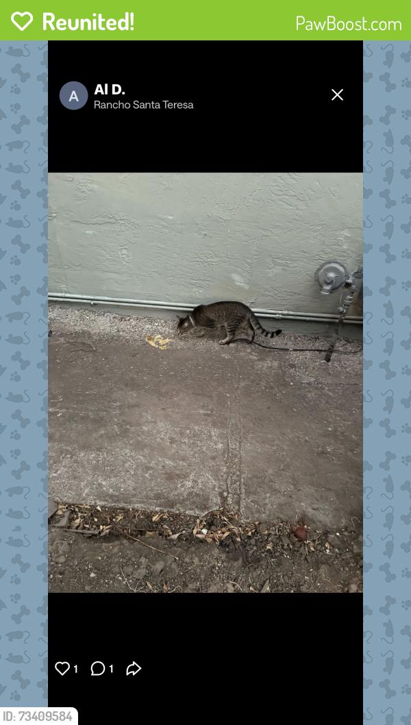 Reunited Male Cat last seen Cottle Rd, San Jose, CA 95123