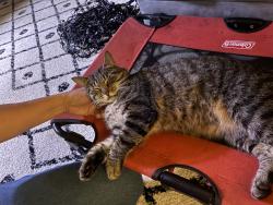 Reunited Female Cat last seen Escaped from our back patio (Sunrise, Fl, near Weleby park and the Athletic Center.), Sunrise, FL 33323