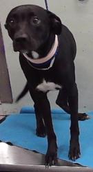 Found/Stray Female Dog last seen High Star 77072, Houston, TX 77072