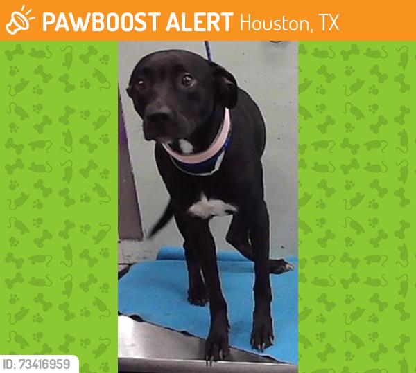 Found/Stray Female Dog last seen High Star 77072, Houston, TX 77072