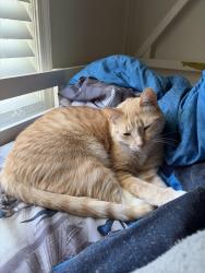Lost Male Cat last seen Delwhit & Shadybrook, Feasterville-Trevose, PA 19053