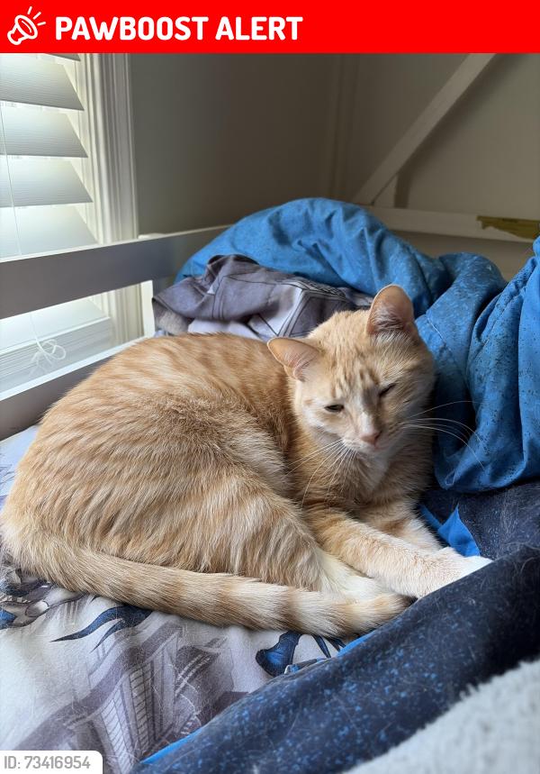 Lost Male Cat last seen Delwhit & Shadybrook, Feasterville-Trevose, PA 19053