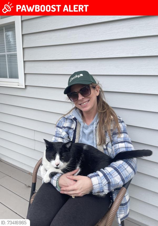 Lost Male Cat last seen Glen Ave, Mine Hill Township, NJ 07803