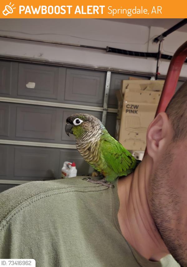 Rehomed Unknown Bird last seen Carley rd/carley pl, Springdale, AR 72762