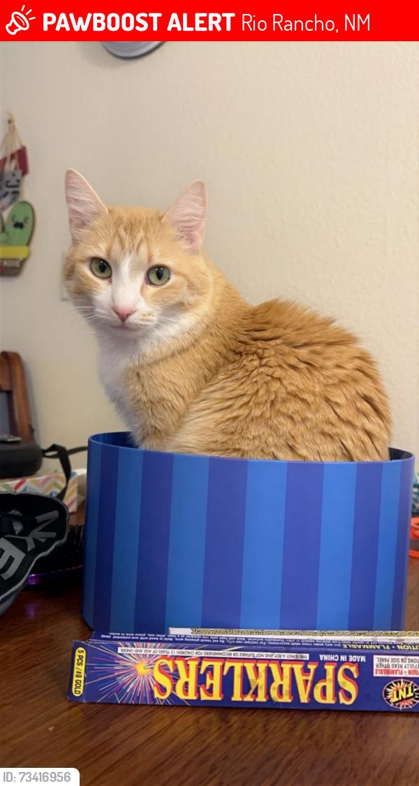 Lost Female Cat last seen Cattle Dr and Rancher Loop, Rio Rancho, NM 87144