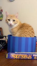 Lost Female Cat last seen Cattle Dr and Rancher Loop, Rio Rancho, NM 87144