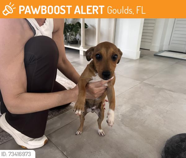 Found/Stray Male Dog last seen Near SW 222nd street, Goulds, FL 33170