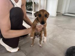Found/Stray Male Dog last seen Near SW 222nd street, Goulds, FL 33170