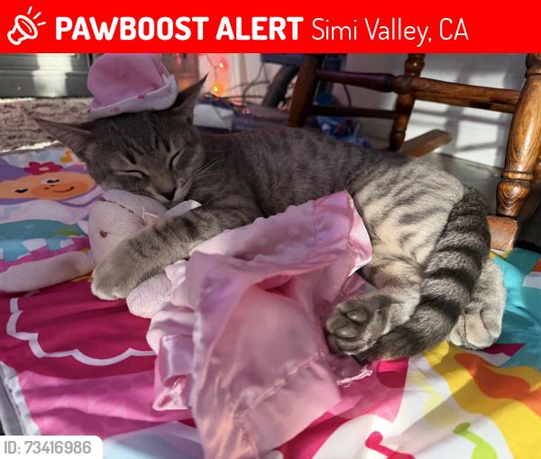 Lost Male Cat last seen Lee street, Simi Valley, CA 93065