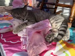Lost Male Cat last seen Lee street, Simi Valley, CA 93065