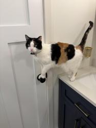 Lost Female Cat last seen Lakeville South, Lakeville, MN 55044