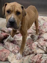 Shelter Stray Male Dog last seen Near BLOCK NW 7 TER, FORT LAUDERDALE FL 33311, 2400 SW 42nd St, Fort Lauderdale, FL 33312, USA