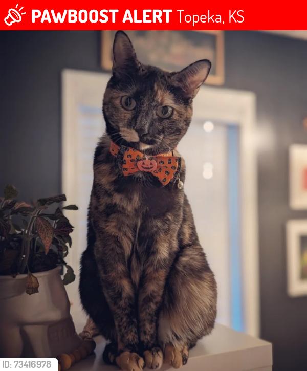Lost Female Cat last seen 24th court and Kingsrow Rd., Topeka, KS 66614
