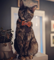 Lost Female Cat last seen 24th court and Kingsrow Rd., Topeka, KS 66614