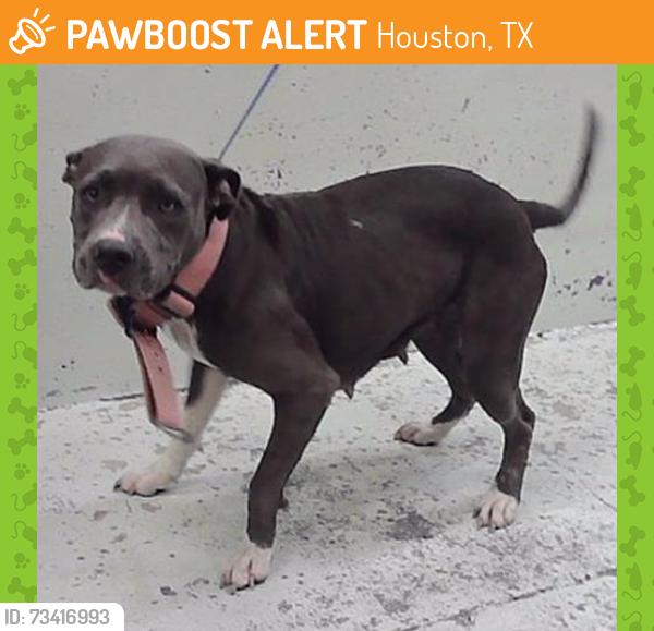 Found/Stray Female Dog last seen Sam Houston 77048, Houston, TX 77048